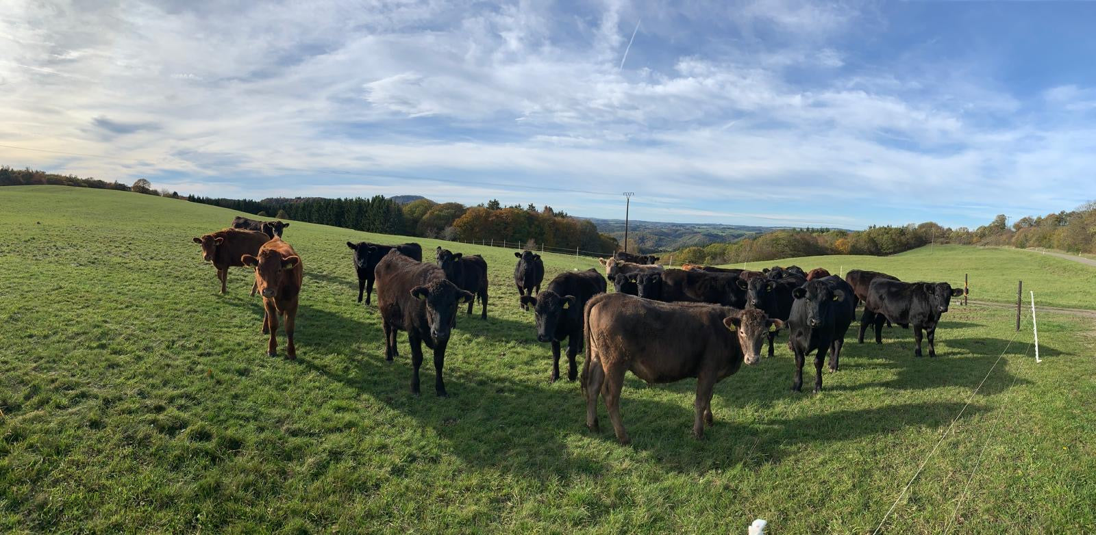 Anpaarungsberatung bei Eifel Wagyu